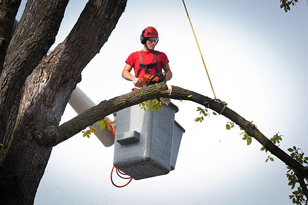 Best Emergency Tree Removal  in Midtown, TN