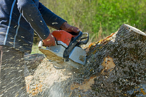 Best Stump Grinding and Removal  in Midtown, TN